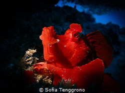 My Name Is Red (Rhinopias eschmeyeri) by Sofia Tenggrono 